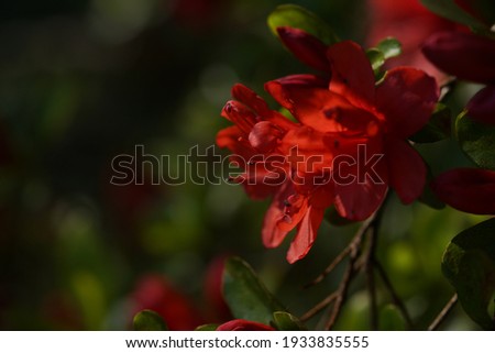 Red flowers of Azalea in full bloom
