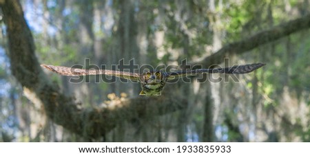 great horned owl (Bubo virginianus) flying straight at camera, wingspan fully extended to each side, intense yellow eyes stare Royalty-Free Stock Photo #1933835933