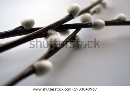 Beautiful branches of pussy willow flowers. Soft floral spring frame on white background.