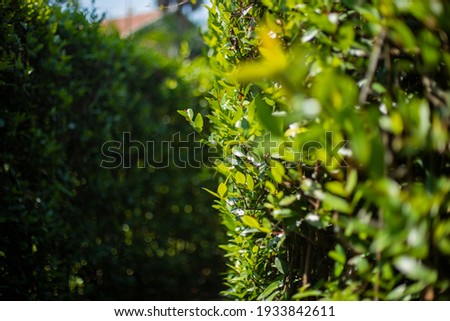 Close up photo of Ficus annulata leaf in garden on blurred nature foreground