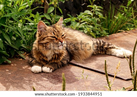 Siberian cat in stripes lies on the path and basks in the sun in the summer near the spring grass