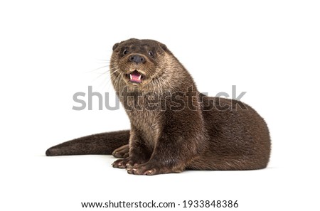 Adult european otter looking at the camera, isolated