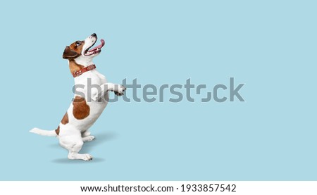 Jack Russell trick. Dog sitting on hind legs on blue background.