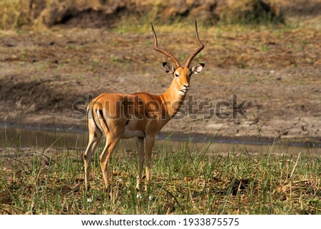 A mature Impala ram displays himself showing the distinctive rump makings and metatarsal glands on the hind legs. These provide clear visual and chemical signals to alert his harem. Royalty-Free Stock Photo #1933875575