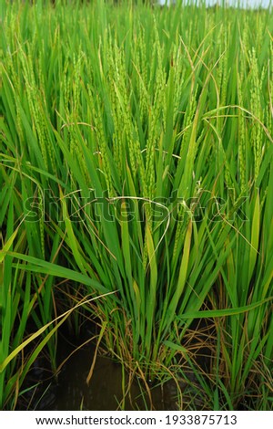 Symptoms of paddy rice was attack by  salt water in mekong delta in Viet Nam. The first of sign of salinity is usually stunted growth, with plant leaves often having a bluish-green colour