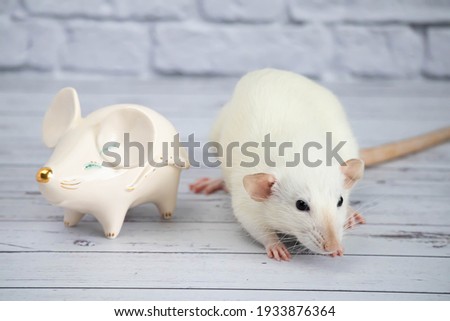 A decorative funny white cute rat stands next to a porcelain figurine in the shape of a rat with a golden nose