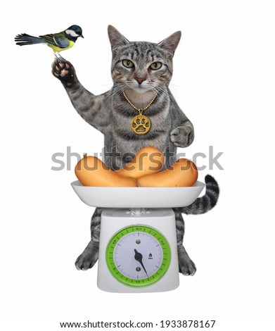 A gray cat measures the weight of sausages on a kitchen scale. White background. Isolated.