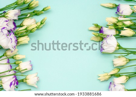 Spring flowers banner background. Frame on a blue background of bush roses. Top view.