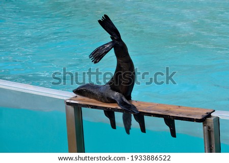 Photography of a young sea lion doing the vertical beside a pool of turquoise clear water