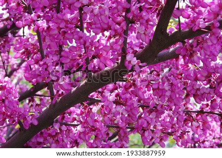 Beautiful spring  flowers blossom background.Branches of blooming spring trees.