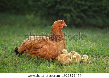 Mother hen with her chicks in the field. Hen with chickens in a rural yard. Gallus gallus domesticus. Poultry organic farm. Chicken on a farm, free range, antibiotic and hormone free farming. 