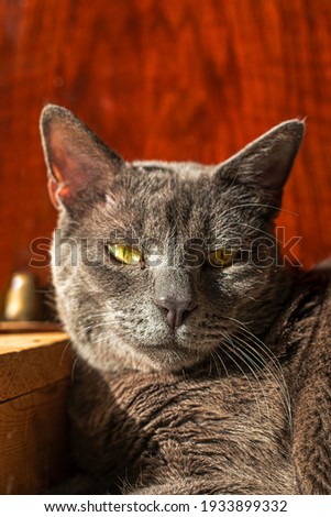 cute gray cat on brown background, horizontal
 