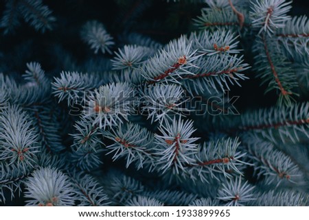 BlueGrey Christmas tree Background Picture 