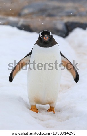 One close up black and white Antarctic gentoo penguin (Pygoscelis papua) standing on snow with snow falling and a blurred background of white snow and rocky Antarctic scenery in Antarctica