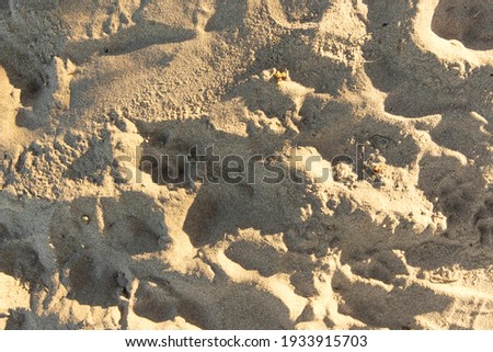 sandy beach with footprints, shoe prints in the sand on the beach and dogs paw prints texture