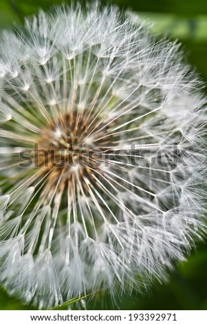abstract dandelion flower background, extreme closeup with soft focus and light effect, beautiful nature details. Art photography with light bookeh