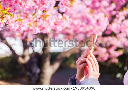 Japanese middle aged woman taking photo in Spring