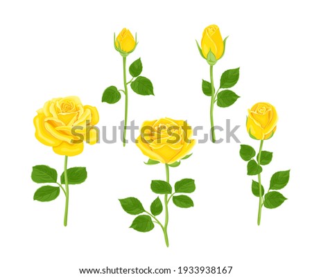 Set of yellow roses of different shapes. Vector illustration of blooming flowers and buds with stems and green leaves in cartoon flat style. Floral collection.