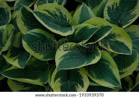 Leaves of the decorative hosta of the Wide Brim variety with a yellow border. Royalty-Free Stock Photo #1933939370