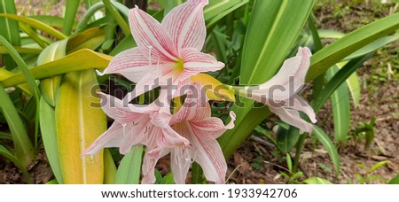 Beautiful white flowers with pink stripes between the leaves