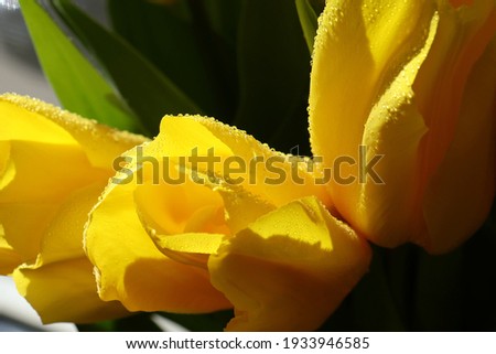Yellow tulips on a dark background in water drops for background, greeting card, screensaver, poster