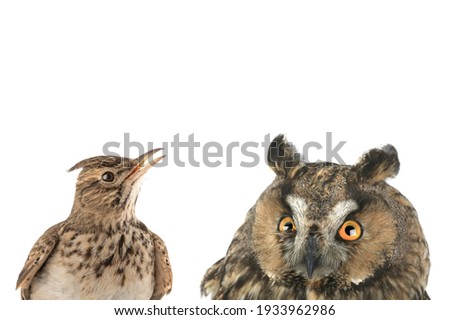 figurative picture of a portrait of an owl and a lark isolated on a white background. "Lark" you or "owl" is a common division of types of people into awake in the morning and afternoon.