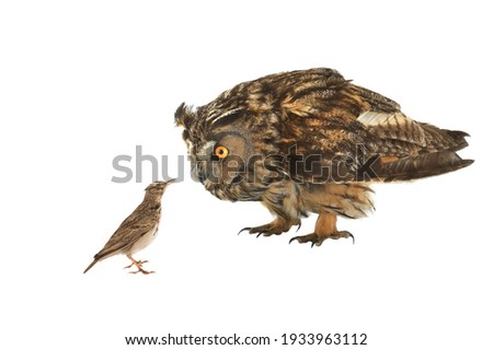 Owl and lark isolated on white background.
Owls are natural enemies of larks able to deftly and quickly catch tiny larks on the ground and in the air.