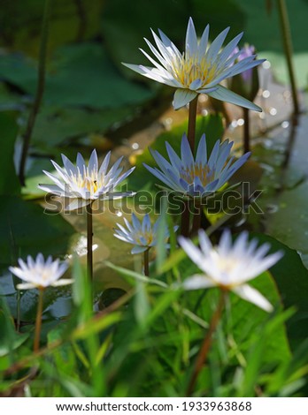 White waterlily blossom at pond