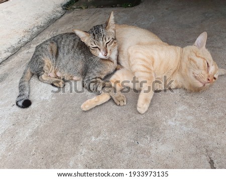 Couple Cats Sleeping on Concrete.