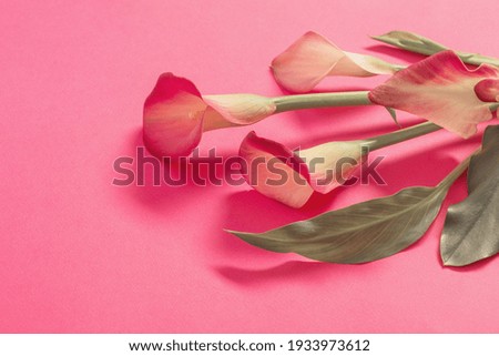 beautiful flowers of calla lily on paper background