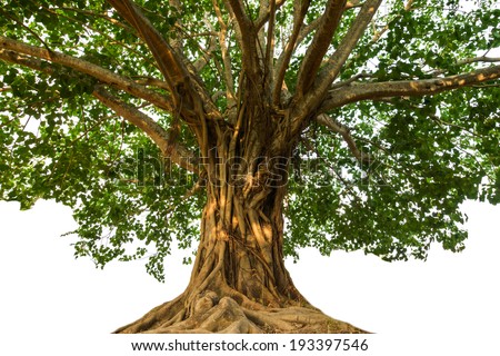 Large Bodhi tree Royalty-Free Stock Photo #193397546