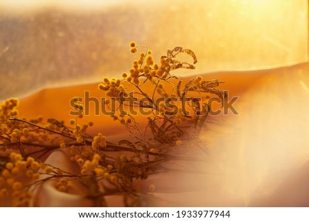 Happy Easter background. Delicate yellow Easter card: golden eggs, mimosa flower on the evening light and copy space