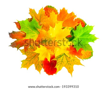 multi colored autumn leaves isolated on a white background