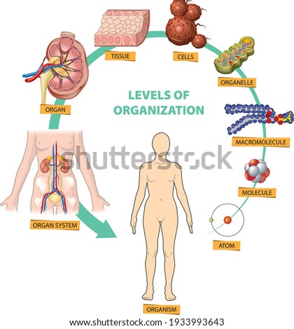 Illustration of the hierarchy of biological levels of organization - from atom to the organism. Royalty-Free Stock Photo #1933993643