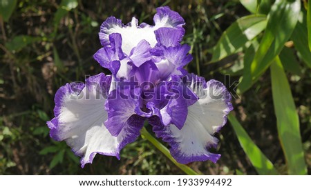The flower of tall bearded bicolor white-purple iris varieties Rare Treat. An image closeup. 