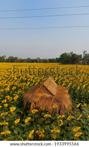 a hut with sunflowers in the field