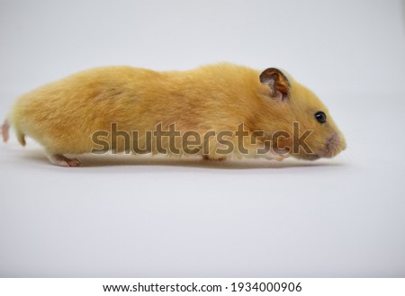 The Orange Syrian Hamster is walking on its tiny legs,white background