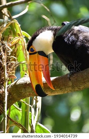 Close-up of a toco toucan (Ramphastos toco) perched on a branch in a bird sanctuary in Foz do Iguaçu, Brazil.