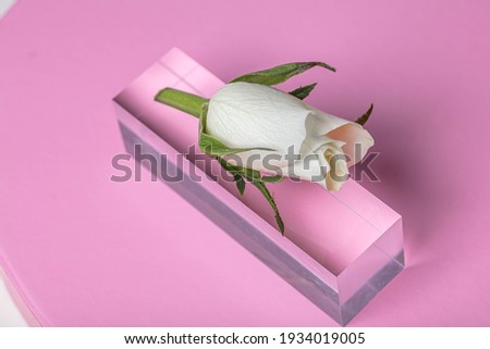 White bud of a white rose on a light background. There is a place for text.