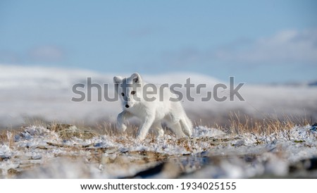 Arctic fox cub (Vulpes lagopus) in autumn snow in Dovre mountain Royalty-Free Stock Photo #1934025155
