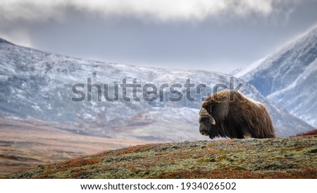 Musk ox (Ovibos moschatus) in autumn landscape in Dovre national Royalty-Free Stock Photo #1934026502