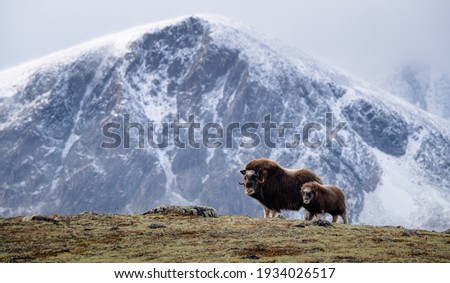 Musk ox (Ovibos moschatus) with calf in autumn landscape in Dovr Royalty-Free Stock Photo #1934026517