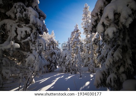 Winter landscape. Forest in the snow