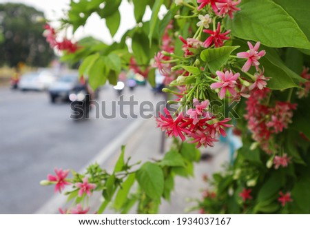 Beautiful bouquet white, pink, red flowers on the street blur background. Combretum Indicum, Rangoon creeper, or Chinese honeysuckle, a vine native to tropical Asia.