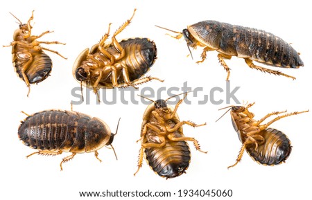 cockroach - Blaptica dubia collection on white background