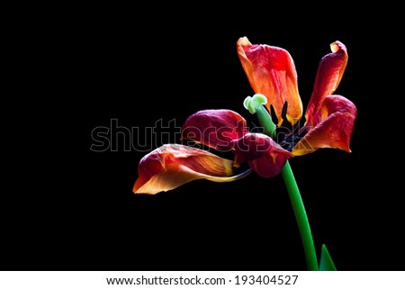 Red tulip, artistic image of fade flower isolated on black