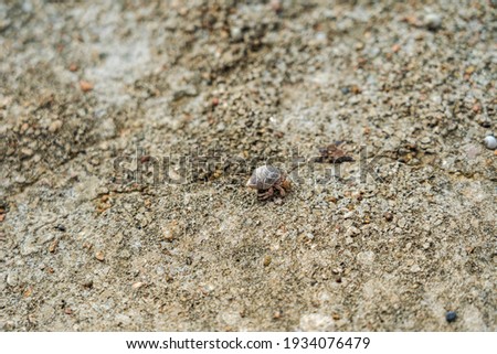 A Cancer hermit crab in a shell on beach. Tropical animal