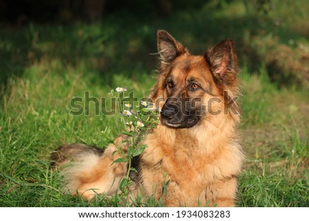 portrait of a german shepherd dog with a flower Royalty-Free Stock Photo #1934083283