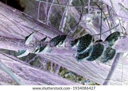 Nature Outdoor Photography Sureal Infrared Tree Mushrooms 