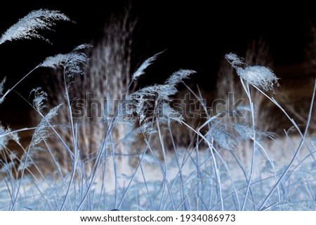 Nature Outdoor Photography Sureal Infrared reed Grass